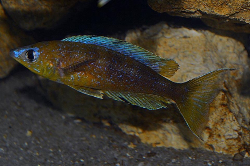 Cyprichromis microlepidotus 'Mabilibili Bay'